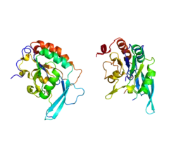 Представлено на основе PDB 2GHQ.