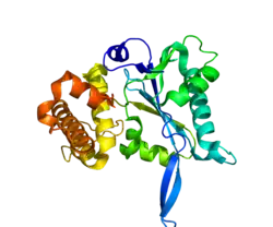 Прорисовка основана на  PDB 3E9L.