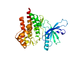 Представлено на основе PDB 3LXN.