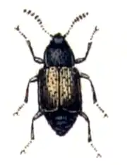 Proteinus brachypterus