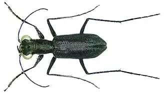 Prothyma leprieuri, Сенегал