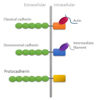 Domain organization of different types of cadherins showing unique features of protocadherins: Extracellular domain is longer and intracellular domain lacks attachment with cytoskeleton.