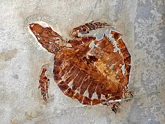 Окаменелость Rhinochelys nammourensis