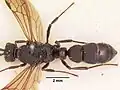 Psalidomyrmex procerus