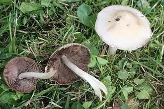 Псатирелла Кандолля (Psathyrella candolleana)