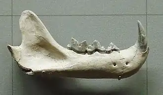 Челюстная кость Pseudaelurus из Государственного музей естественной истории Штутгарта[англ.], Германия