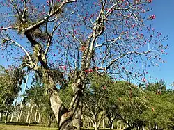 Цветущее растение с эпифитными бромелиевыми (Bromeliaceae) на стволе и ветвях. Куба, Сьенфуэгос, Ботанический сад Сьенфуэгоса[исп.], дендрарий, в культуре.