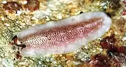 Pseudoceros heronensis