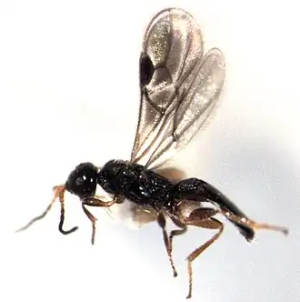 Самец Pseudochremylus angulifer