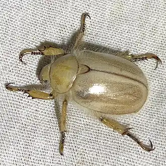 Pseudocotalpa sonorica