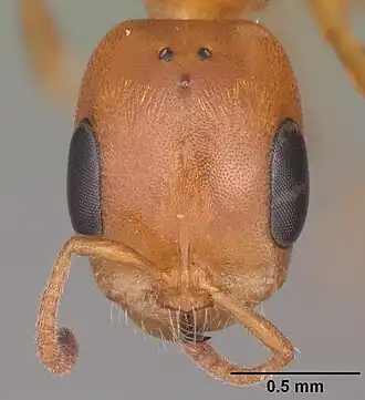 Pseudomyrmex seminole
