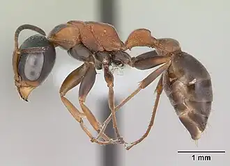 Pseudomyrmex termitarius