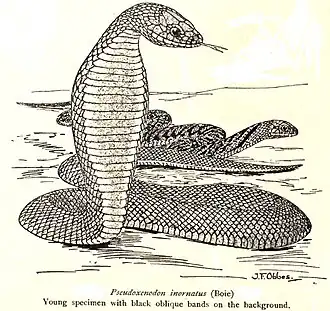 Pseudoxenodon inornatus