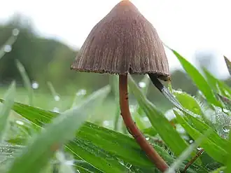 Псилоцибе мексиканская