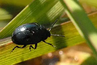 Psylliodes chalcomerus