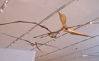 Слепки скелетов самца и самкиPteranodon sternbergi(Королевский музей Онтарио)