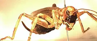 Bladrullende sirisser