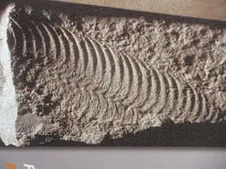 Отпечаток Onegia nenoxa из Архангельской области