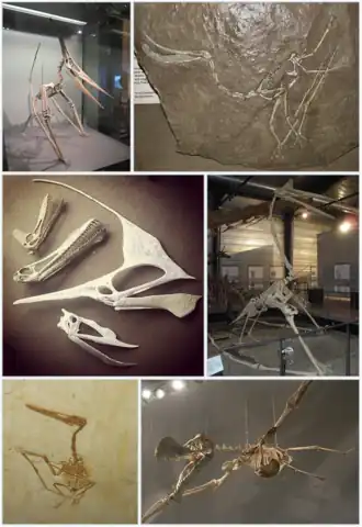1-й ряд: Pteranodon, Pterodaustro;
2-й ряд: черепа нескольких птеродактилей (Guidraco, Anhanguera, Tupandactylus, неназванный джунгариптерид), Quetzalcoatlus;
3-й ряд: Aerodactylus, Coloborhynchus