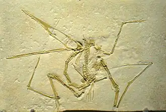 Слепок скелета подростковой особи Pterodactylus antiquus