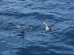 Тайфунник Кука во время добычи питания