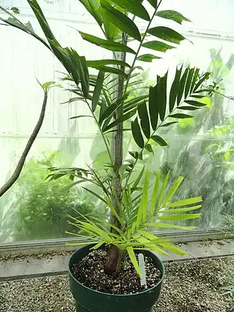 Ptychosperma nicolai