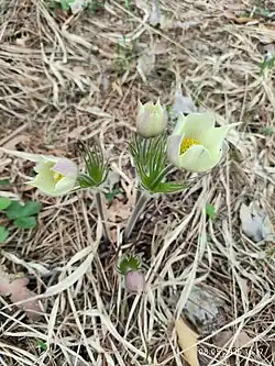 Общий вид растения; Россия, Свердловская область 2025 год