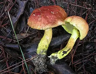 Pulveroboletus ravenelii