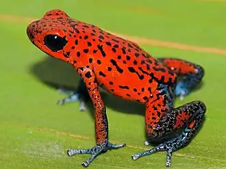 Oophaga pumilio