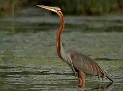 Ardea purpurea manilensis