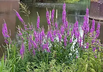Lythrum salicaria
