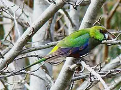 Молодая птица