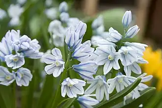 Puschkinia scilloides