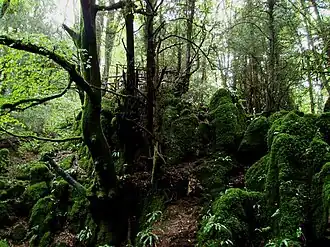 Типичный пейзаж Пазлвуда