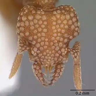 Strumigenys hexamera