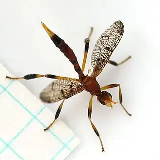 Pyrgotidae, 330 видов