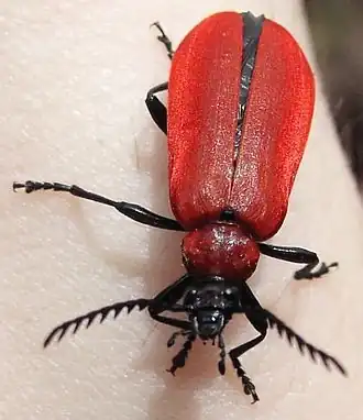 Огнецветка багряная (Pyrochroa coccinea)