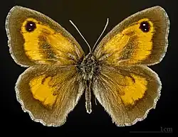 Крупноглазка жёлто-бурая