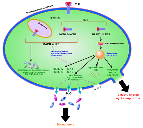 Пироптоз25 октября 2015
