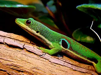 Глазчатый дневной геккон (Phelsuma quadriocellata)