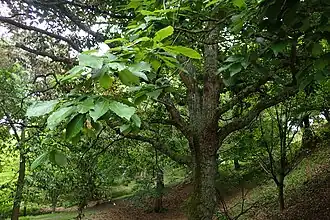 Quercus aliena