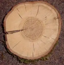 Большеболонность у дуба черешчатого