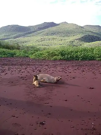 Морская львица с детёнышем на тёмно-красном песке Рабиды