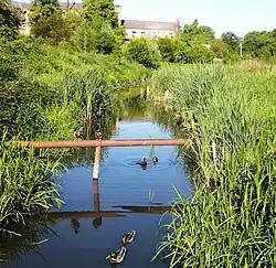 Дикие утки на р. Сапалаевка в Луцке