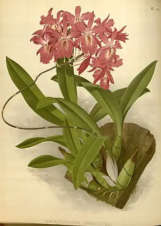 Broughtonia sanguinea — типовой вид рода. Ботаническая иллюстрация 1897 г.