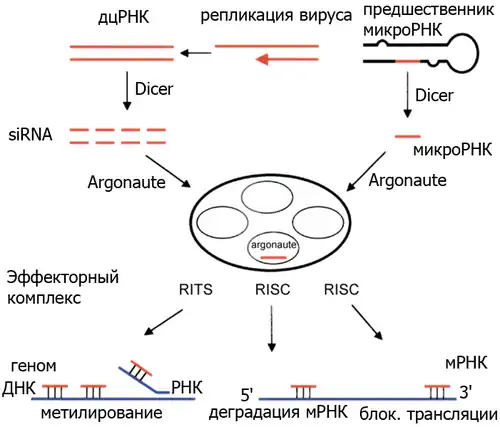 РНК-интерференция4 июня 2010