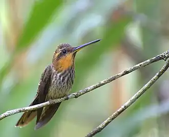 Пилоклювый рамфодон