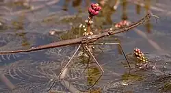 Водяные клопы из подсемейства Ranatrinae (такие как Ranatra linearis) также имеют хватательные передние ноги, которыми ловят добычу, и длинное узкое тело