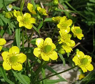 Лютик однолистный