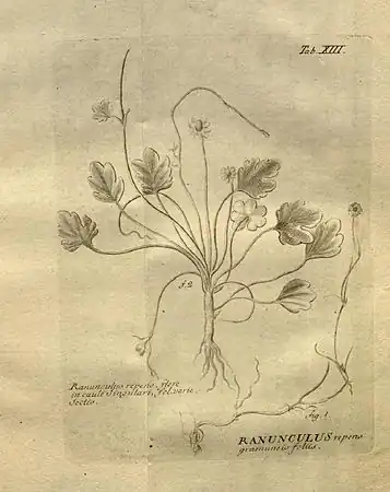 Лютик ползучий. Ботаническая иллюстрация из книги Stirpium rariorum … ab Ioanne Ammano.